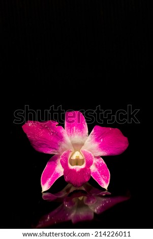 Thai Purplr Orchids flower on Black Background