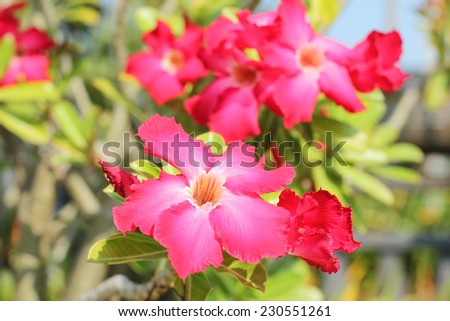 Pink Desert rose Tropical flower in blur background