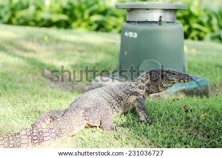 Water Monitor Lizard on the green grass