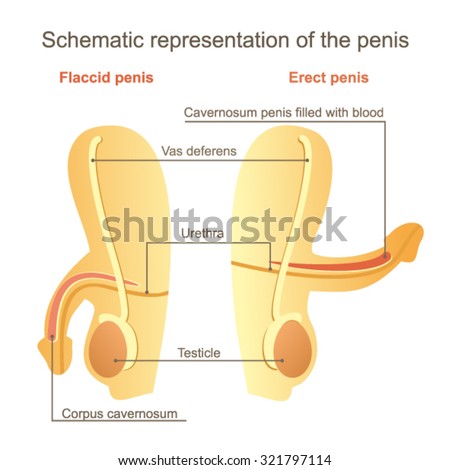 Erect Penis Pix 46