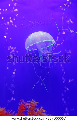 Jellyfish, is the important large plankton in sea, belong to cnidarians
