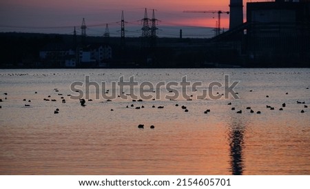 Lots of birds swimming in the lake during the golden hour of sunset. Ducks and water birds overwinter on the pond or river during sunset. n Foto stock © 