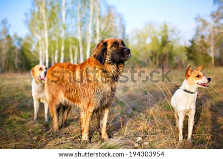 Three dogs on the walk