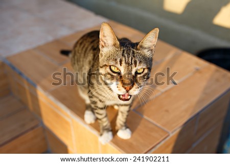 Grey striped tabby cat sitting and looking straight in the camera with open meowing mouth, open air in evening sunset light.