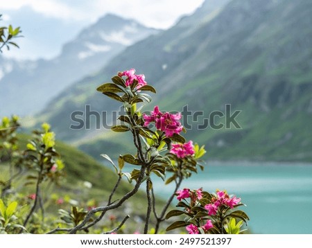 Similar – Image, Stock Photo Alpine roses in front of the Dachstein mountains and the Ennstal