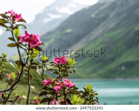 Image, Stock Photo Alpine roses in front of the Dachstein mountains and the Ennstal