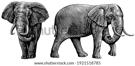 Elephant. Front and side views. Art detailed editable illustration. Vector vintage engraving. Isolated on white background. 8 EPS