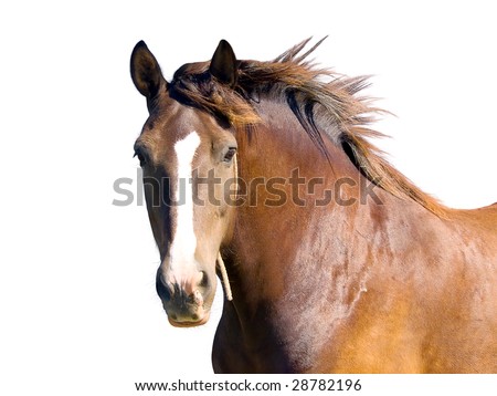 isolated image of brown horse