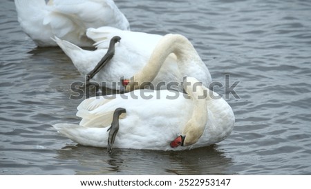 Similar – Foto Bild Zwei weiß gefiederter erwachsene Schwäne auf einem See (Cygnus olor), Paar