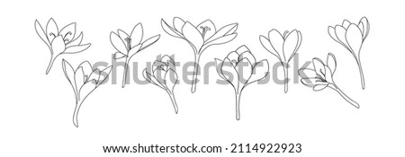 A large set of crocus or saffron flowers drawn by lines. Outline flower icon collection for invitations or spring design