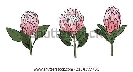 Similar – Image, Stock Photo Protea or King Protea (Protea cynaroides)