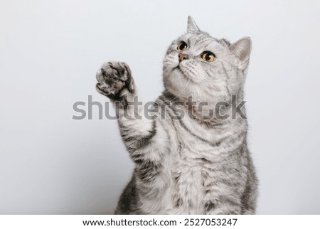 Similar – Image, Stock Photo white tabby cat with ear notch outside in the forest