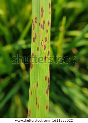 Helminthosporium oryzae arroz
