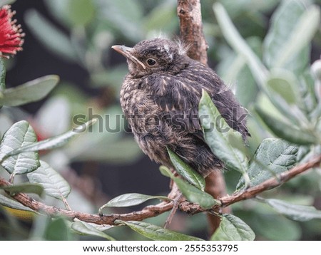 Similar – Foto Bild Junge Amsel sitzt auf Leiter und wird von Mutter mit Insekten gefüttert