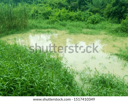 Image, Stock Photo Turbid water Forest Idyll