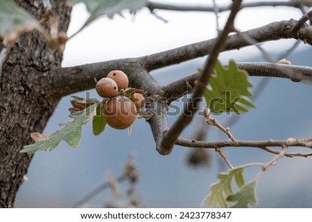 Similar – Image, Stock Photo Ancient holm oak forest (Quercus ilex) in a foggy day with centenary old trees, Zamora, Spain.