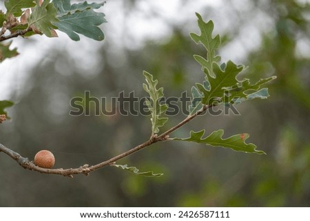 Similar – Image, Stock Photo Ancient holm oak forest (Quercus ilex) in a foggy day with centenary old trees, Zamora, Spain.