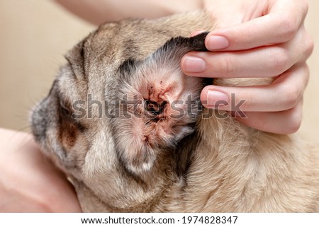 Dirty ear of a dog. A dog's ear affected by an ear mite.