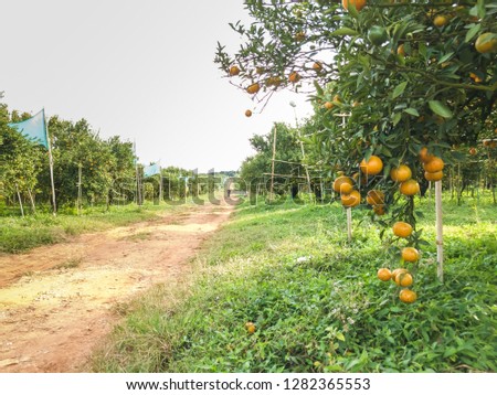 Download 930+ Background Information Of Orange Farm Paling Keren