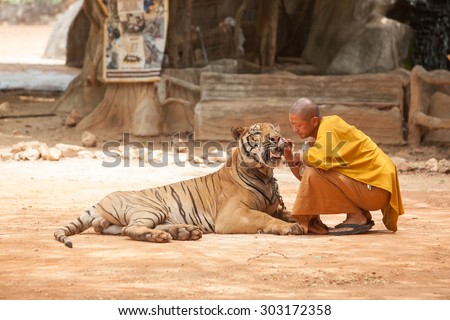KANCHANABURI, THAILAND - JULY-20 :Monk sits on the floor with big tiger at the Tiger Temple in Kanchanaburi, Thailand July 2014.
