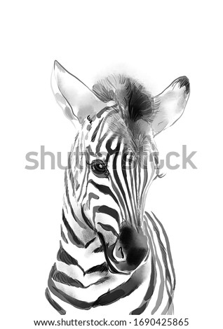 Sweet baby zebra. Watercolor illustration. Hand drawn portrait of forest animal.
