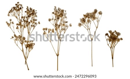 Similar – Image, Stock Photo dried flowers isolated on white wooden table