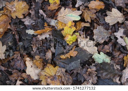 Image, Stock Photo Rotting leaves Decompose