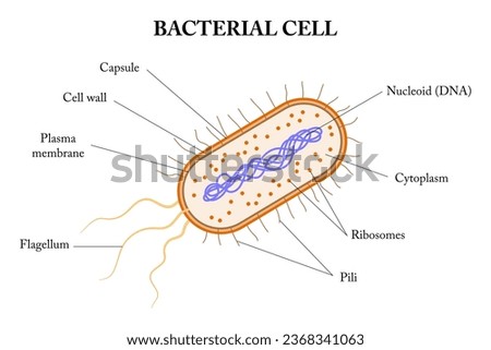 Structere of a bacterial cell. Diagram.