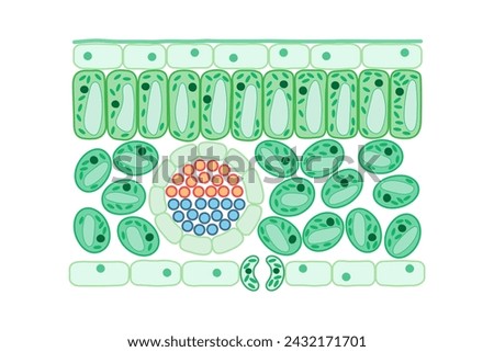 Similar – Image, Stock Photo Structure of a leaf 2