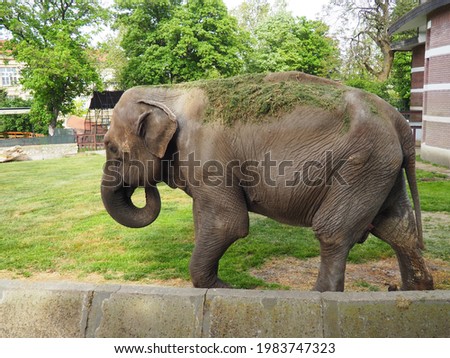 The Asian elephant, or Indian elephant, Elephas maximus is a mammal of the Proboscis order, a genus of Asian elephants Elephas and one of three modern species of the elephant family. Elephant walks.