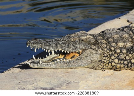 Detail of the head of a crocodile with its mouth open with big pointy teeth. Djerba