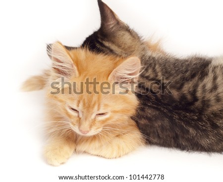 two sleepy kittens - red and gray
