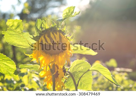 Close-up of sun flower with sun rays