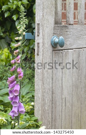 Secret garden entrance. Old wooden door in English garden.