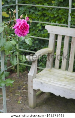 Red rose and garden bench in English garden