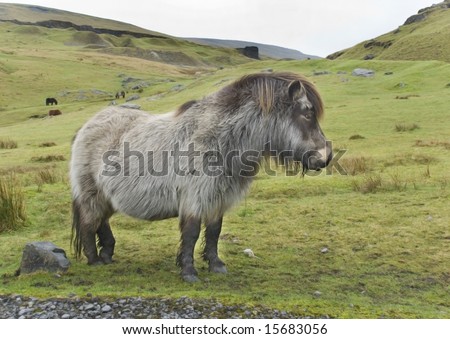Welsh Pony, Black Mountains, Wales. The land where horses run free.