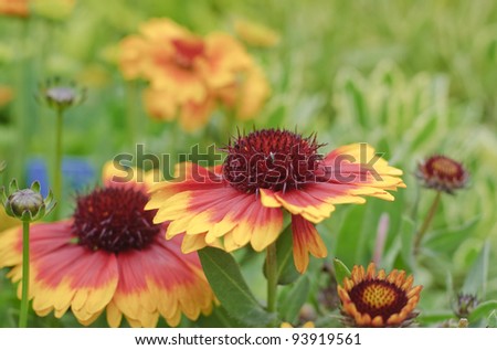 Blooming blanket flower. Spring in the English garden