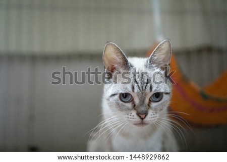 beautifall cat Valya from sheltor Stok fotoğraf © 