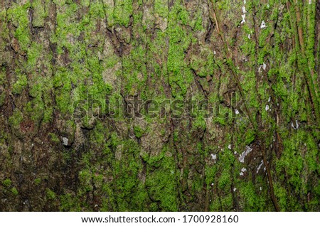 Similar – Image, Stock Photo Texture of the bark of a Styphnolobium japonicum commonly known as Pagoda tree