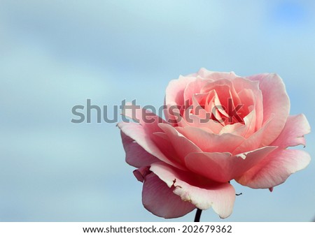 Pink rose against a blue background from a one side