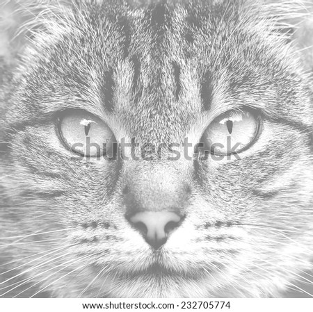 Black and white cat eyes poster