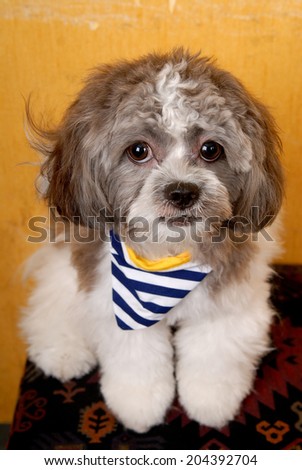 Pretty young shih tzu on a yellow background,dog,