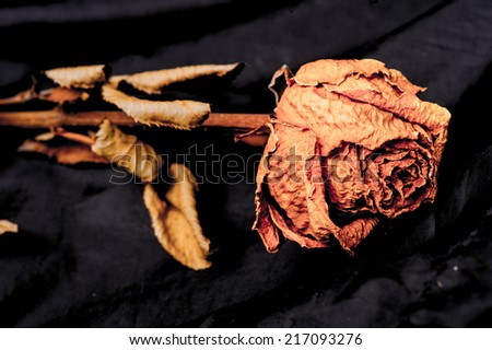 Close up of withered rose and petal over back background,dead rose on black background