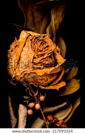 Close up of withered rose and petal over back background,dead rose on black background,Dry rose with box