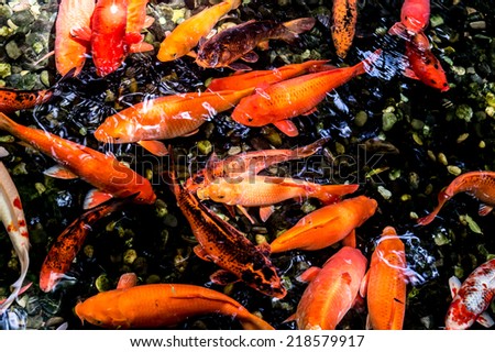 Koi swimming in a water garden,Colorful koi fish,Detail of colorful koi fish in the pond