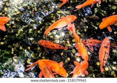 Koi swimming in a water garden,Colorful koi fish,Detail of colorful koi fish in the pond