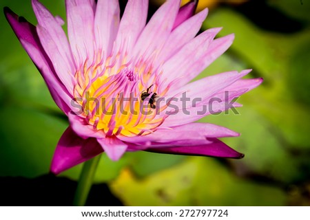 Bee on lotus flower,bee swarm water lily, lotus in nature,bee on lavender lily