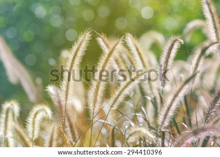 Grass flower in the soft tone color