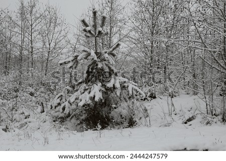 Similar – Image, Stock Photo snow from yesterday Winter