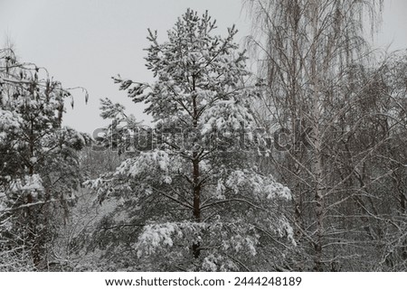 Similar – Image, Stock Photo snow from yesterday Winter